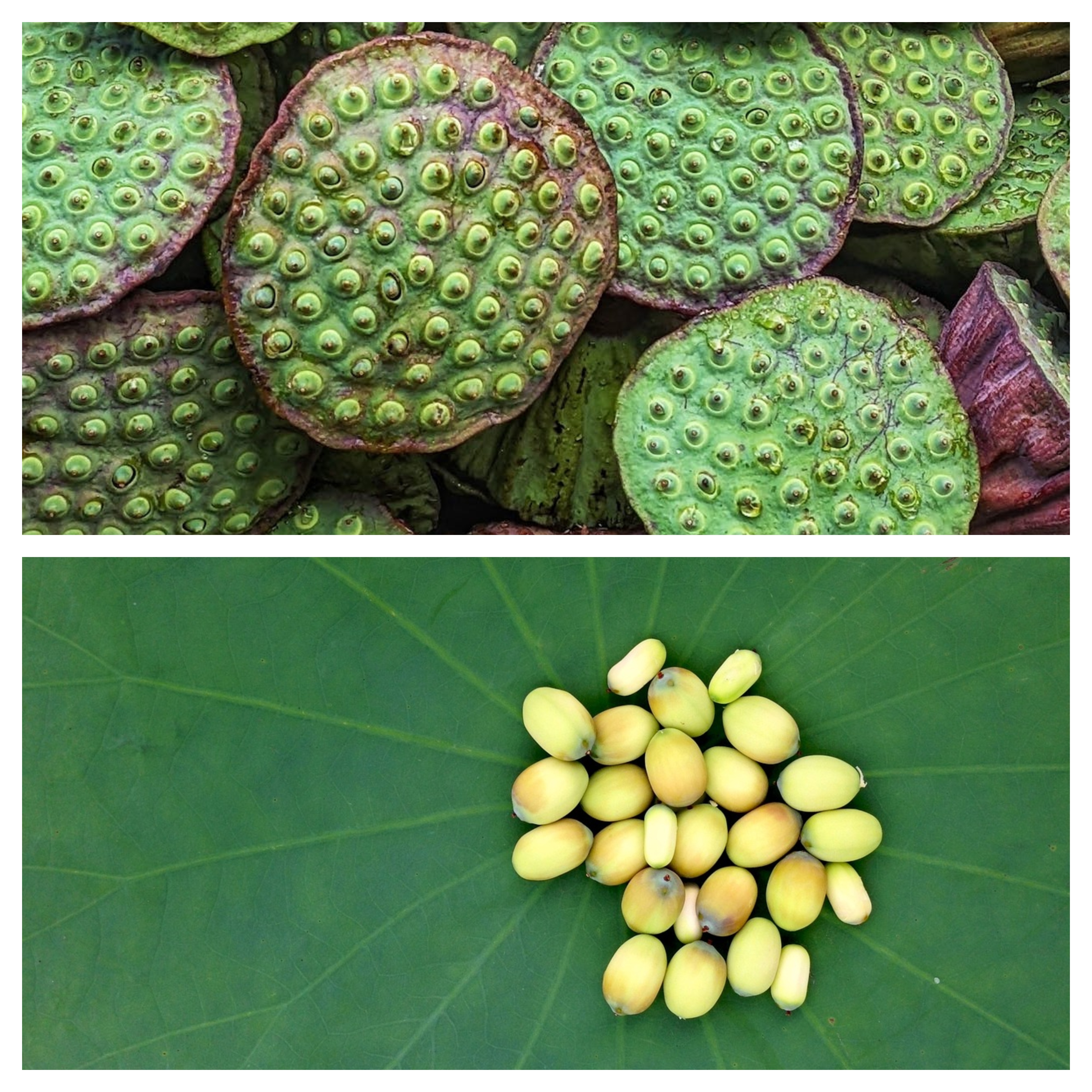 Benefits of lotus seeds and why you should include it in your diet